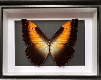 Morpho Cisseis/phanodemus Peru (PE) - Wild Caught - Blue Orange