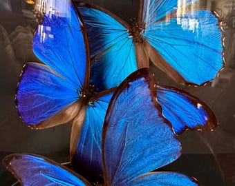 Prachtige vlucht van 3 exotische Morpho Didius-vlinders uit Peru onder een moderne glazen koepel