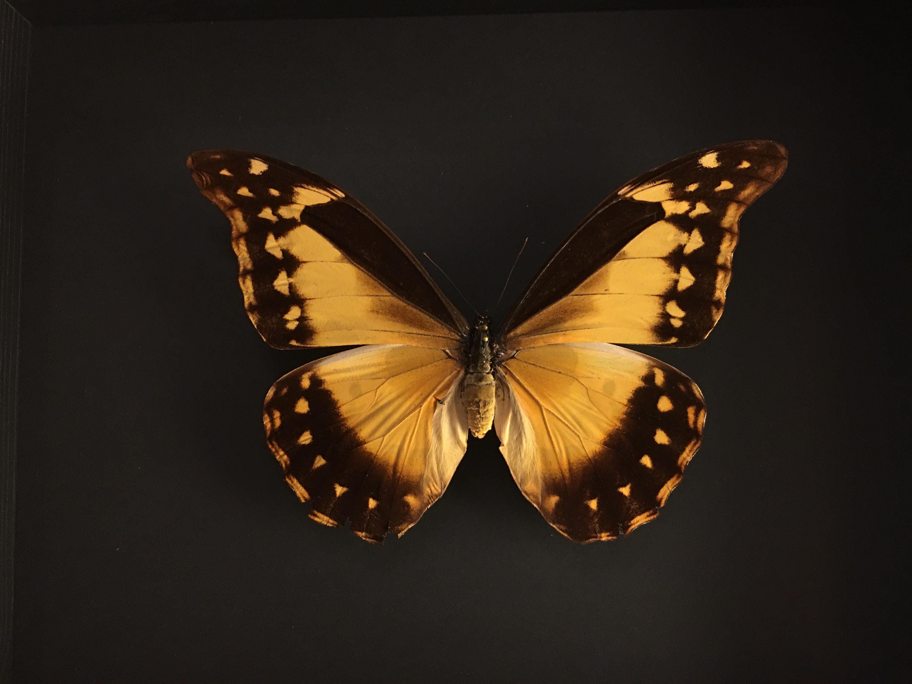 Genuine and Rare Morpho Helena Female Butterfly From Peru