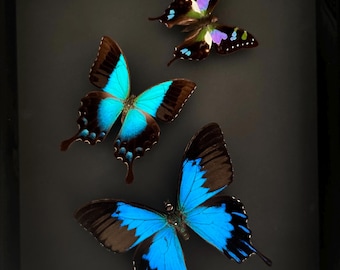 Vuelo de tres mariposas exóticas reales Ulysses telegonus - Pericles - Graphium Weiskei de Indonesia naturalizadas en un marco de caja negra