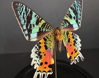 Echte exotische vlinder Echte Urania Chrysiridia Ripheus vlinder "verso" genaturaliseerd onder glazen bol, zwarte houten voet.