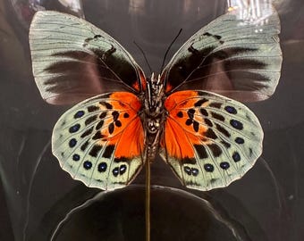 Echte exotische vlinder Agrias Beatifica Lachaumei (Verso - zeldzame oranje vorm) uit Peru onder een moderne glazen bol met zwarte houten voet.