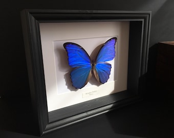 Auténtica mariposa Morpho Didius naturalizada en una espléndida caja de madera de lujo.