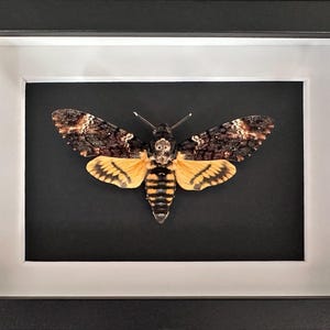Puede incluir: Un esp&eacute;cimen enmarcado de esfinge de la calavera. La polilla tiene alas marrones y beige con una marca en forma de calavera en el t&oacute;rax. Las alas inferiores son amarillas y negras. La obra de arte est&aacute; enmarcada en un marco negro con un paspart&uacute; blanco.