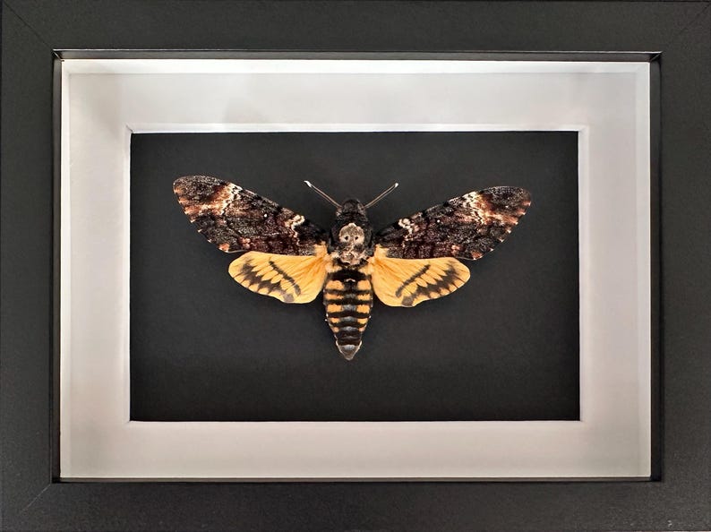 Puede incluir: Un esp&eacute;cimen enmarcado de esfinge de la calavera. La polilla tiene alas marrones y beige con una marca en forma de calavera en el t&oacute;rax. Las alas inferiores son amarillas y negras. La obra de arte est&aacute; enmarcada en un marco negro con un paspart&uacute; blanco.