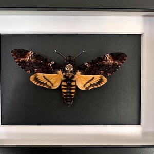 Puede incluir: Un esp&eacute;cimen de insecto enmarcado, con una gran polilla con intrincados patrones en las alas en tonos marrones, beige y amarillos. La polilla est&aacute; centrada sobre un fondo negro dentro de un marco con bordes blancos, encerrado en un marco negro.