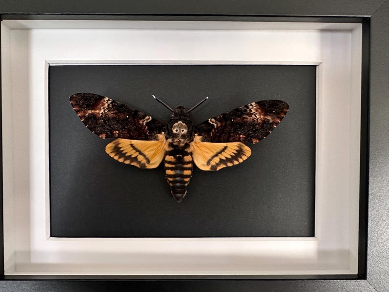 Puede incluir: Un esp&eacute;cimen de insecto enmarcado, con una gran polilla con intrincados patrones en las alas en tonos marrones, beige y amarillos. La polilla est&aacute; centrada sobre un fondo negro dentro de un marco con bordes blancos, encerrado en un marco negro.