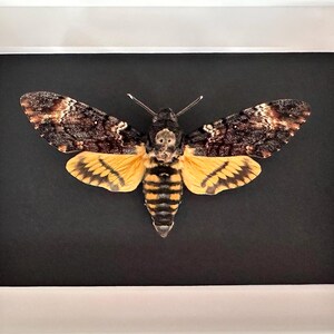 Puede incluir: Un esp&eacute;cimen enmarcado de esfinge de la calavera. La polilla tiene alas marrones y beige con marcas amarillas y negras en su cuerpo. Las alas est&aacute;n extendidas, mostrando los intrincados patrones. El fondo es negro y el marco es blanco.