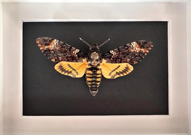 Puede incluir: Un esp&eacute;cimen enmarcado de esfinge de la calavera. La polilla tiene alas marrones y beige con marcas amarillas y negras en su cuerpo. Las alas est&aacute;n extendidas, mostrando los intrincados patrones. El fondo es negro y el marco es blanco.