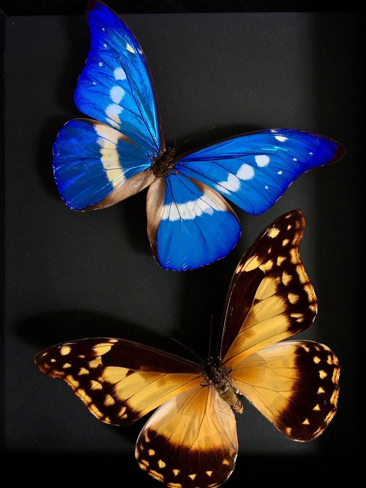 Morpho Rhetenor Helena - Etsy
