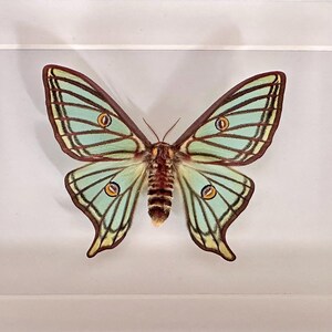 Graellsia isabellae - Etsy España