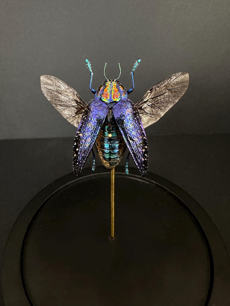 Asiahouse24 – Véritables Insectes Géants En Vitrine 3D Bois, Tarentule, Scorpion, Coléoptère, Centipède, XXL, Collection Musée