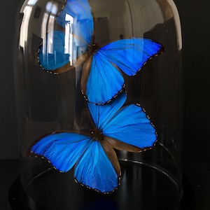Peru Morpho helena 98mm very small rare Morpho Helena | eBay