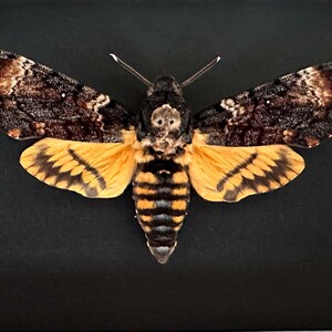 Puede incluir: Una esfinge de la calavera, una polilla grande con un patr&oacute;n distintivo en forma de calavera en el t&oacute;rax. Las alas son una mezcla de marr&oacute;n y beige, con marcas amarillas y negras en las alas inferiores. La polilla est&aacute; sobre un fondo negro.