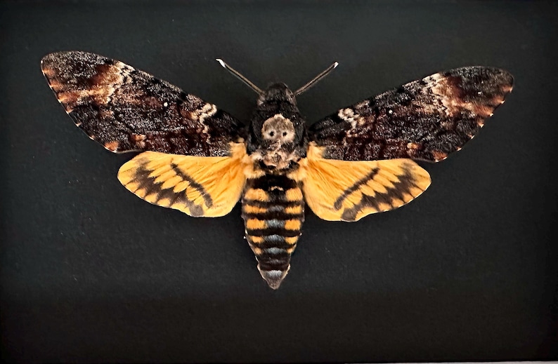 Puede incluir: Una esfinge de la calavera, una polilla grande con un patr&oacute;n distintivo en forma de calavera en el t&oacute;rax. Las alas son una mezcla de marr&oacute;n y beige, con marcas amarillas y negras en las alas inferiores. La polilla est&aacute; sobre un fondo negro.