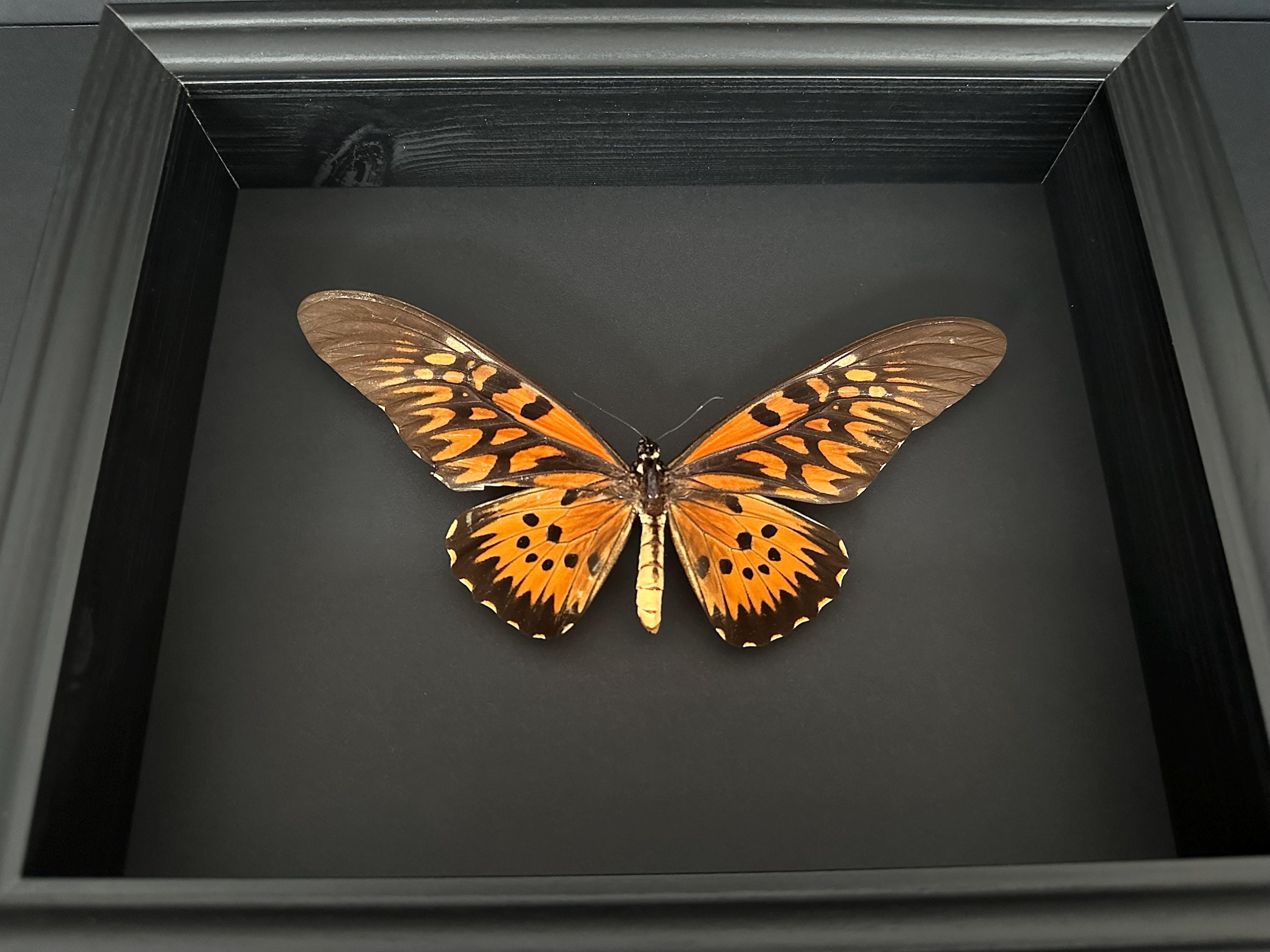 Genuine and Rare Antimachus Papilio, the Largest Butterfly in