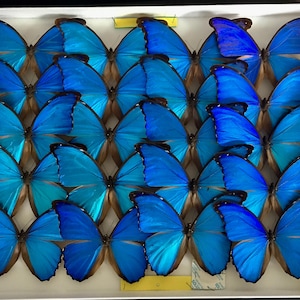 PROMO all'ingrosso 20 X Morpho Didius dal Perù (Tingo Maria) non montati - Non montati - in involucri di carta - Qualità A1/A1 -