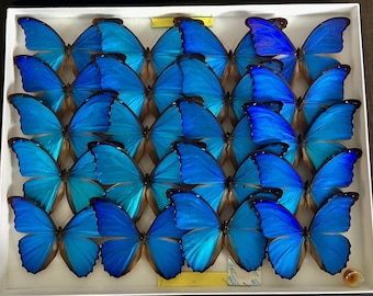 ペルー産モルフォ・ポルティス（PE） - 野生捕獲 - 本物の青い