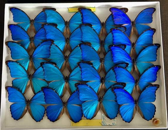 PROMO Wholesale 10 X Unmounted Peruvian Morpho Didius (tingo Maria