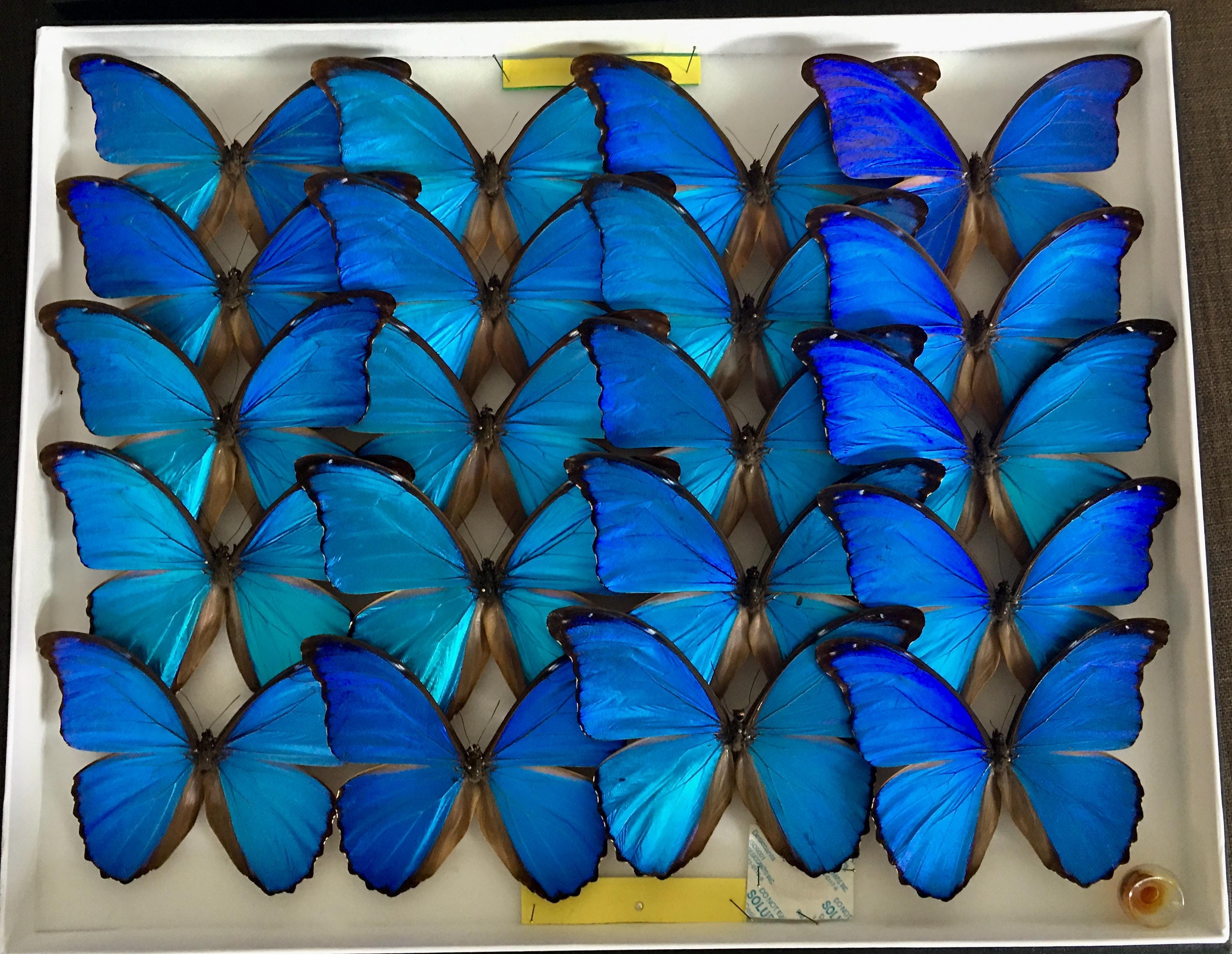 フタオ蝶　　珍品 Unmounted butterfly - Etsy 日本