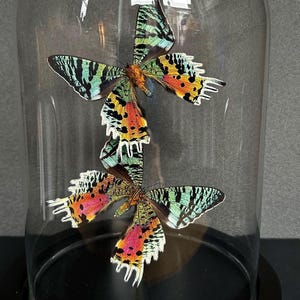 May include: Two colourful, iridescent, and patterned moths are displayed in a glass dome on a black base. The moths are arranged with their wings spread out, showcasing their intricate details.