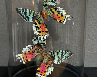 May include: Two colorful, iridescent, and patterned moths are displayed in a glass dome on a black base. The moths are arranged with their wings spread out, showcasing their intricate details.