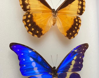 Auténtica mariposa Morpho Helena de Perú naturalizada en magnífica