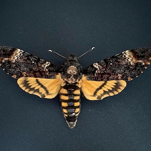 5 X Death&#39;s Head Hawkmoths - Acherontia Atropos - naturalized and pinned to decorate your Cabinet of Curiosities. (Mounted A1)