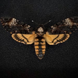 Superb Death&#39;s Head Hawkmoth - Acherontia Atropos - naturalized and pinned to decorate your Cabinet of Curiosities. (Mounted A1)