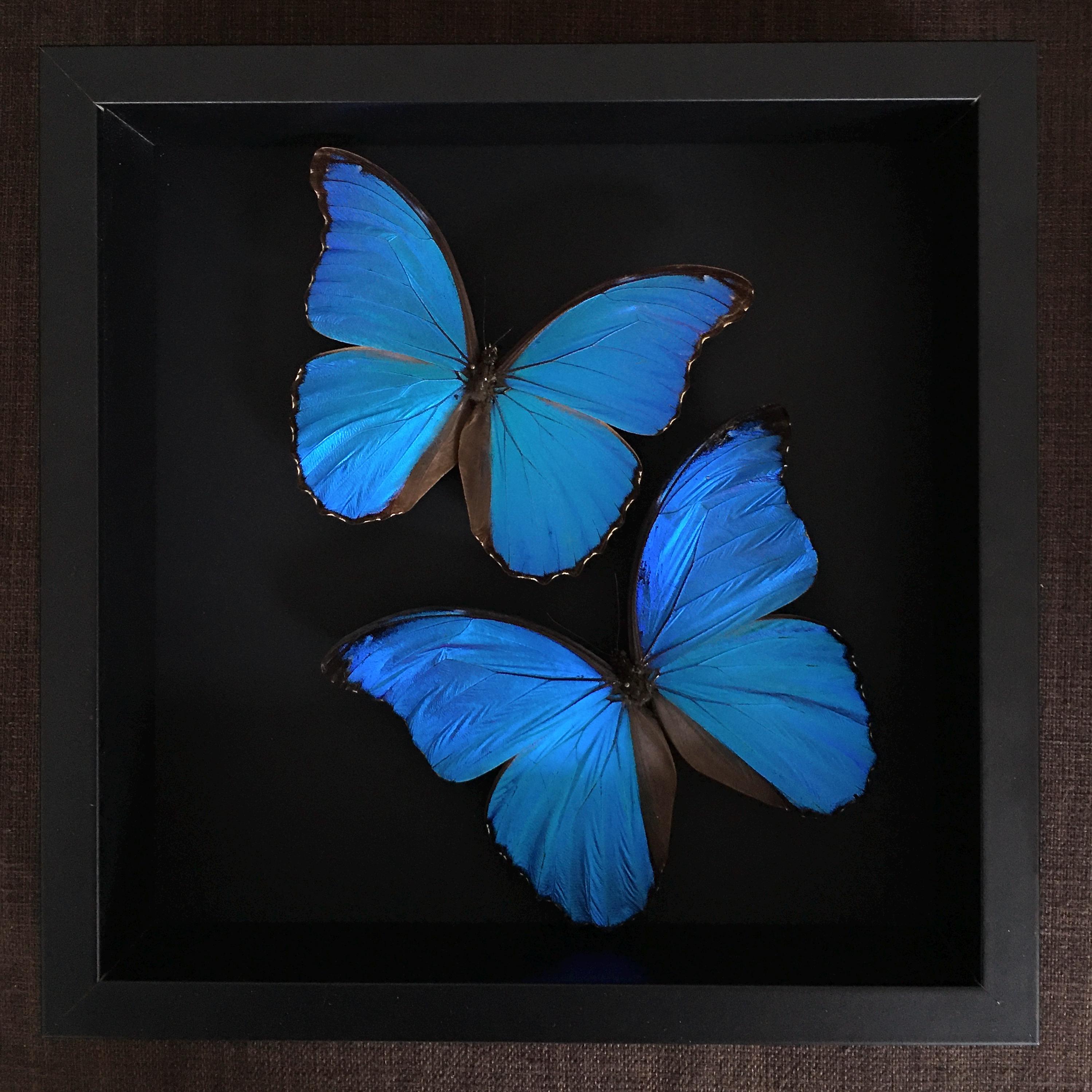 ペルー産の本物のエキゾチックなモルフォ ディディウス 2 匹が、黒い