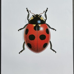 Entomologia Coccinella septempunctata Linné Fotoincisione 1980 Bernard Durin