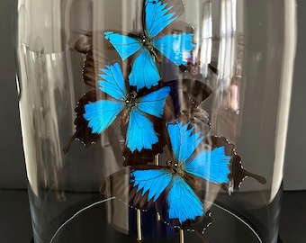 May include: A glass cloche displays several blue butterflies with black edges. The butterflies are mounted on thin gold rods, set against a dark background. The cloche sits on a black base, creating a decorative display.
