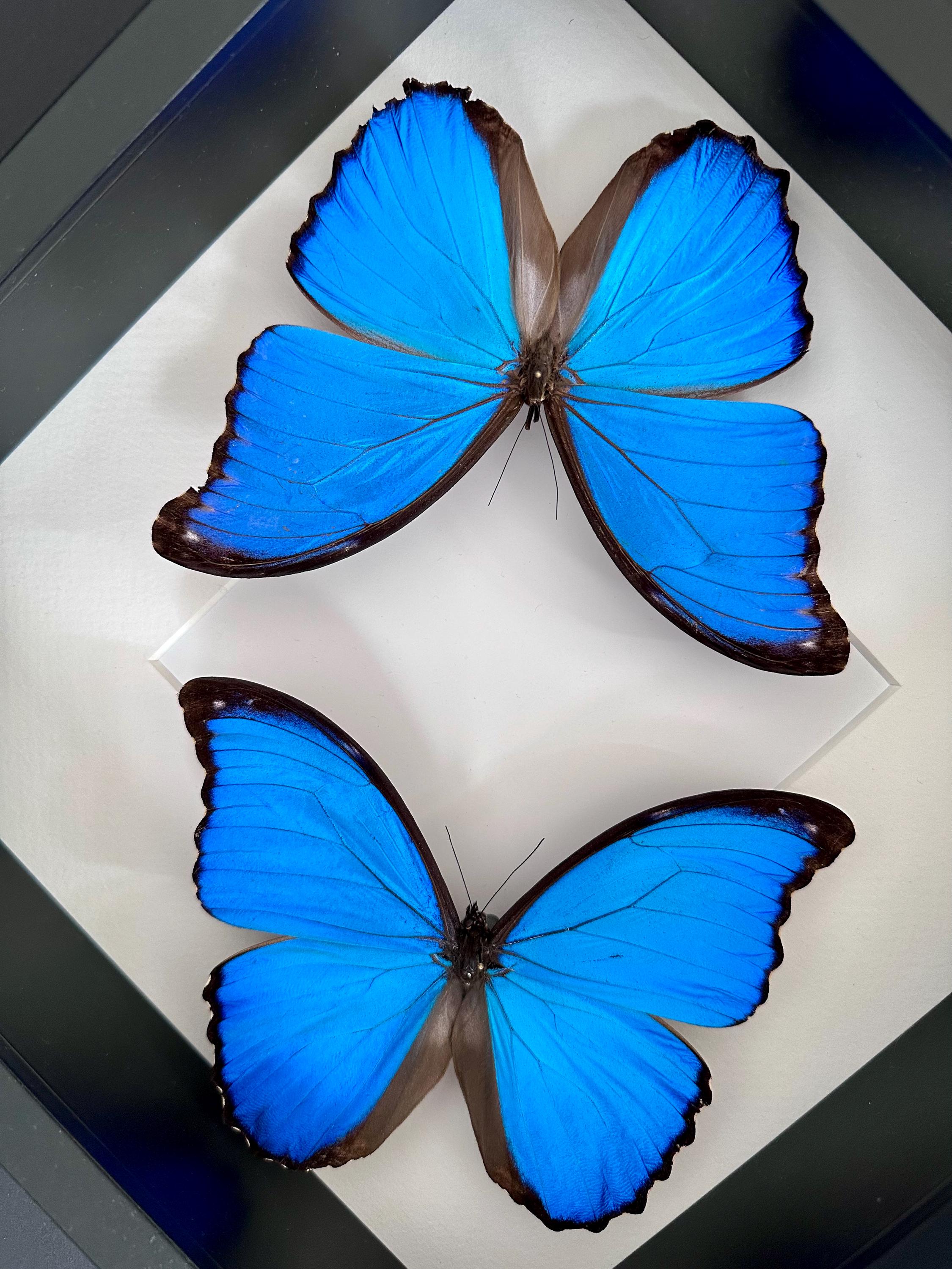 モルフォ・ディディウス（オス、ペルー産） ペルー原産の本物のモルフォ蝶ディディウス (別名ブルージャイアント