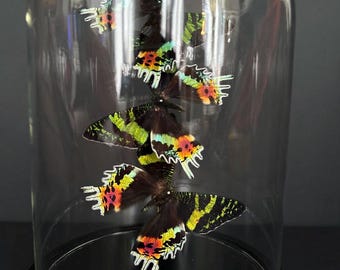 Prachtige vlucht van 3 exotische Urania Ripheus-vrouwtjesvlinders uit Madagaskar onder een moderne bolvormige zwarte basis met lijstwerk