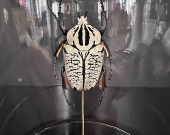 Genuine naturalized African Goliathus Orientalis Beetle under glass bell jar and quality wooden base.