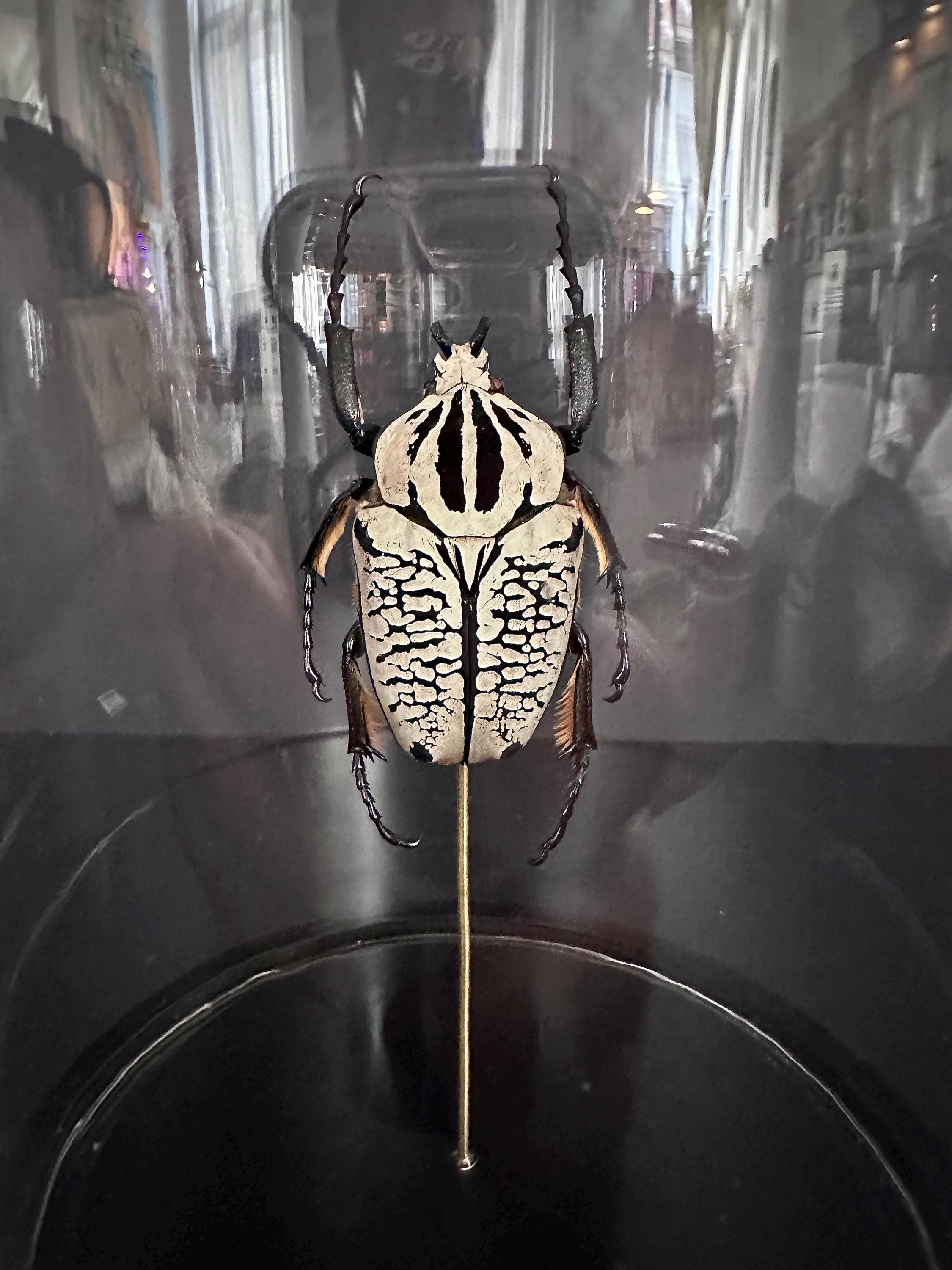 Goliathus orientalis - Etsy 日本