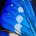 Blue Morpho Team