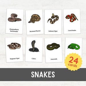 24 ORMAR Flashkort | Herpetologi för småbarn Reptilordförråd 3-delade kort | Kingdom Animalia Zoology Montessori-inspirerad utskrivbar