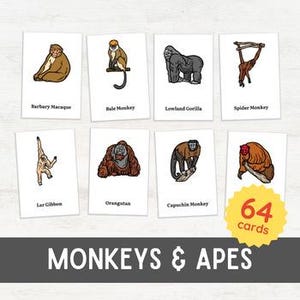 Op de afbeelding: Een set van 64 geïllustreerde kaarten met verschillende soorten apen en mensapen. De kaarten zijn wit met zwarte contouren en tonen de namen van elke aap of mensaap, zoals Barbary Macaque, Bale Monkey, Lowland Gorilla, Spider Monkey, Lar Gibbon, Orangutan en Capuchin Monkey.