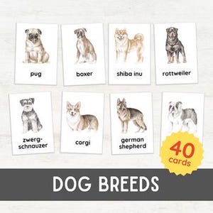 Puede incluir: Conjunto de 40 tarjetas ilustradas con diferentes razas de perros. Las tarjetas están impresas con ilustraciones de acuarela de perros, incluyendo un pug, un boxer, un shiba inu, un rottweiler, un zwergschnauzer, un corgi, un pastor alemán y un bulldog. Las tarjetas están etiquetadas con el nombre de la raza debajo de cada ilustración.