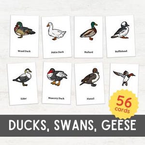 May include: Set of 56 cards featuring illustrations of different types of ducks, including a Wood Duck, Pekin Duck, Mallard, Bufflehead, Elder, Muscovy Duck, and Pintail. The cards are part of a larger set of ducks, swans, and geese.