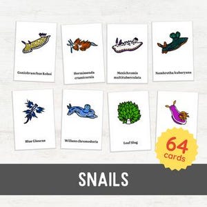 Może przedstawiać: Zestaw 8 ilustrowanych kart przedstawiających różne rodzaje ślimaków. Karty są białe z czarnymi obramowaniami i zawierają kolorowe ilustracje ślimaków. Nazwy ślimaków są wydrukowane pod każdą ilustracją. Nazwy obejmują: Goniobranchus Rebol, Hermissenda crassicornis, Mexichromis maltituberculata, Nembrotha kubaryasa, Blue Glaucus, Willans chromodoris, Leaf Slug, i 64 karty SNAILS.