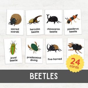 24 cartes flash Scarabée | Entomologie pour les tout-petits, insectes, vocabulaire, 3 parties, nomenclature | Étude de la nature à la maison inspirée de Montessori