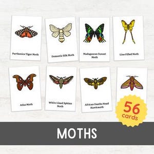 56 MOtten Bildkarten | Entomologie für Kleinkinder Insektenwortschatz 3 Teilige Karten | Königreich Animalia Zoologie Montessori inspiriert Printable