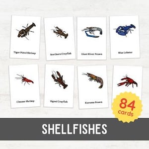 84 COQUILLAGES Flash Cards | Vocabulaire de malacologie pour les tout-petits, 3 parties | Kingdom Animalia zoologie d'inspiration Montessori imprimable