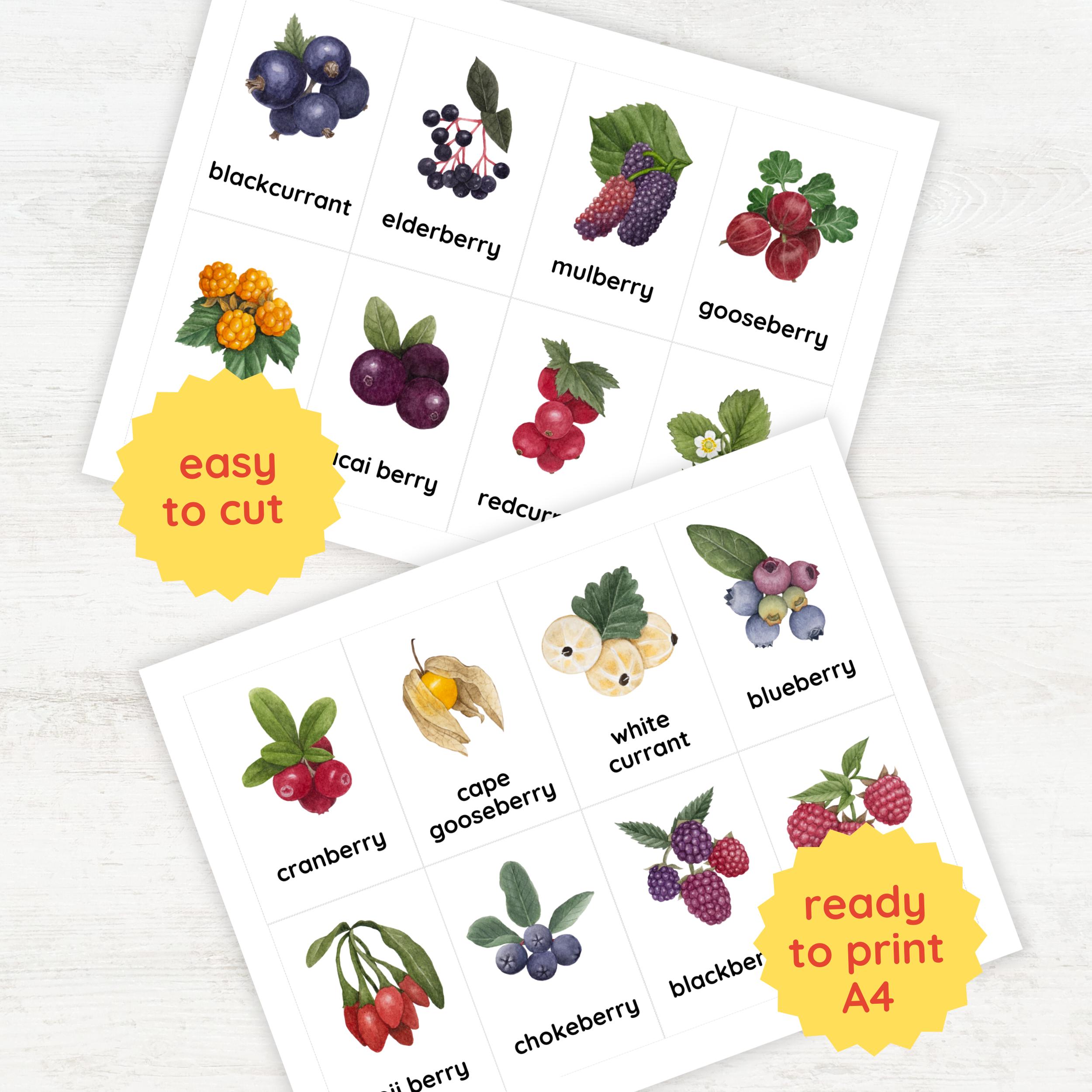 16 BERRIES Flash Cards | Fruits Learning for Preschool