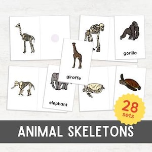 28 TIERSKELETTE Passende Karten | Knochen-Anatomie-Aktivität 3-Teile Nomenklatur | Montessori inspiriert druckbar