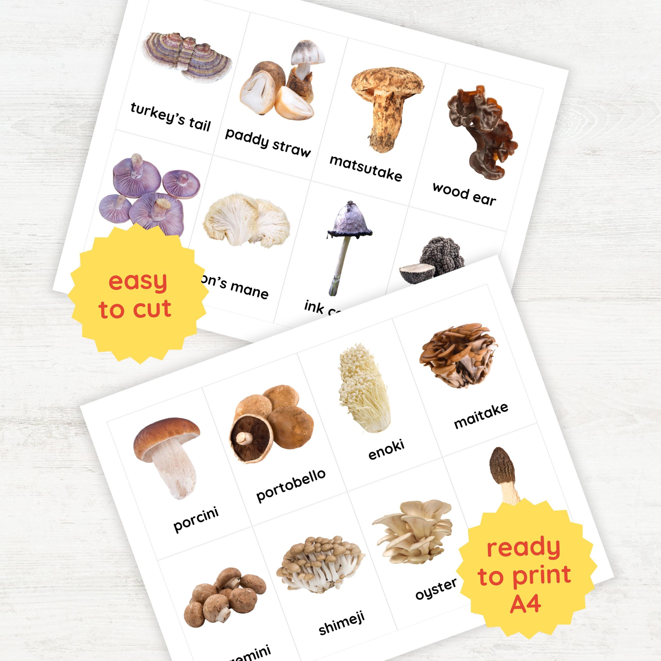 24 EDIBLE MUSHROOMS Flash Cards | Forest Plants Fungi Nomenclature 3 ...