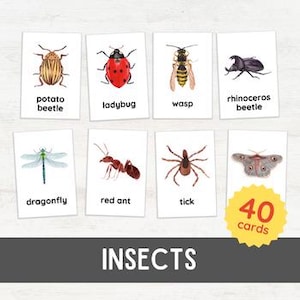 40 INSEKTEN Bildkarten | Entomologie für Kindergarten Lehrer Ressourcen Nomenklatur 3-Teile | Homeschool Naturstudie Montessori inspiriert