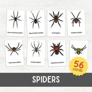 56 SPINNEN Bildkarten | Arachnologie für Frühlern-Naturkunde 3-teilige Karte | Königreich Animalia Zoologie Montessori inspiriert Printable